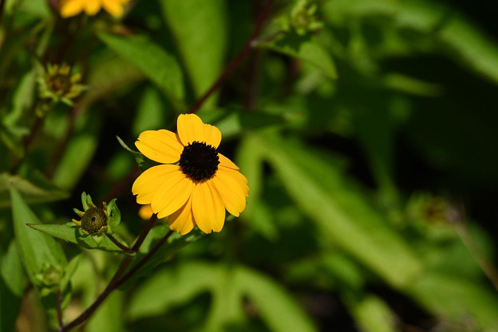 2025-08080077 Tower Hill Botanaic Garden, MA.JPG - Brown-eyed Susan. New England Botanic Garden at Tower Hill, MA, 8-8-2025